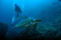 Tartaruga durante mergulho na Lage Noronha, em Fernando de Noronha - PE (foto de Mateus Harfush - Ciliares)